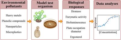 Fungal bioassays for environmental monitoring